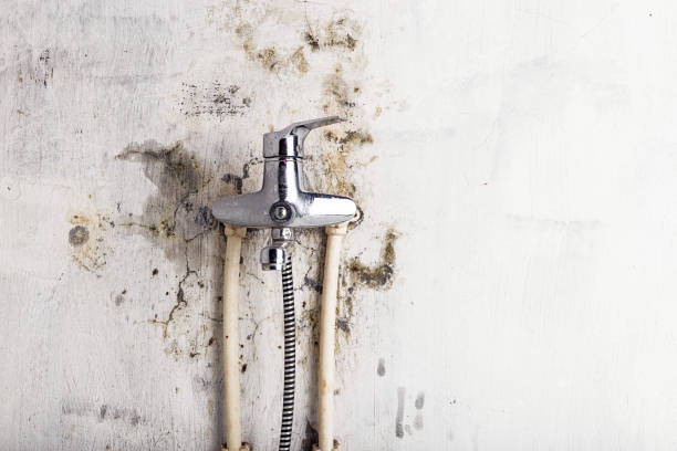 Best Mold Damage Repair  in Camp Verde, AZ
