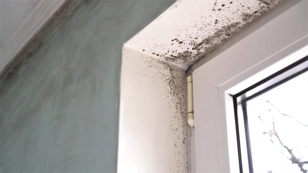 Best Mold Testing  in Camp Verde, AZ