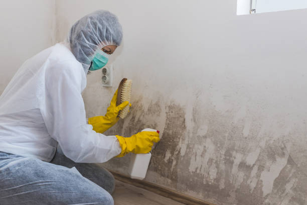 Best Certified Mold Removal  in Camp Verde, AZ