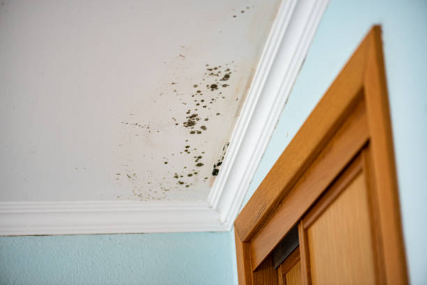 Best Office Mold Removal Services  in Camp Verde, AZ