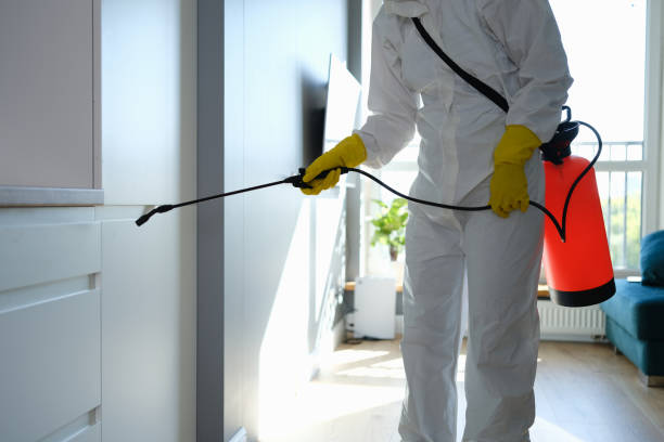 Best Mold Cleaning Services  in Camp Verde, AZ