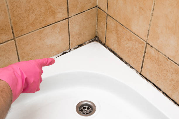 Best Black Mold Removal  in Camp Verde, AZ